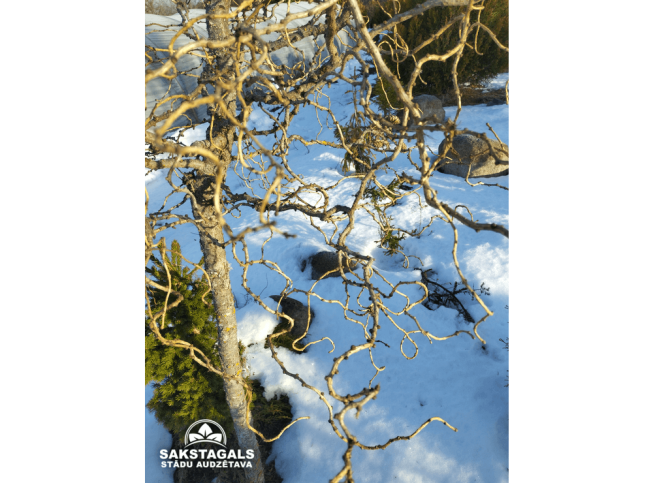 Larix decidua   'Horstmann Recurved'